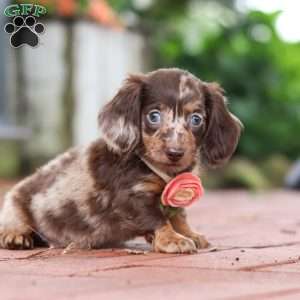 Luna, Dachshund Puppy